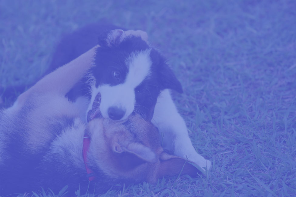 Puppy Class