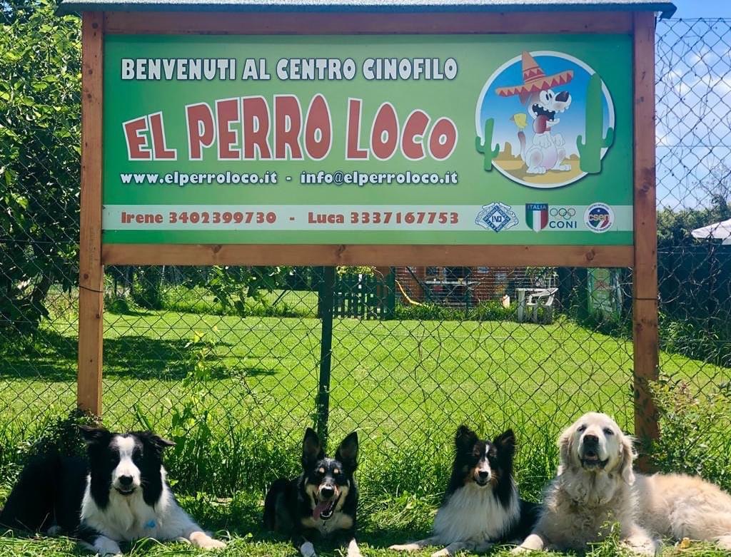 El Perro Loco Insegna